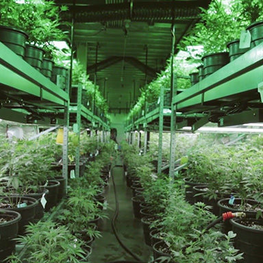 The Marijuana Divide