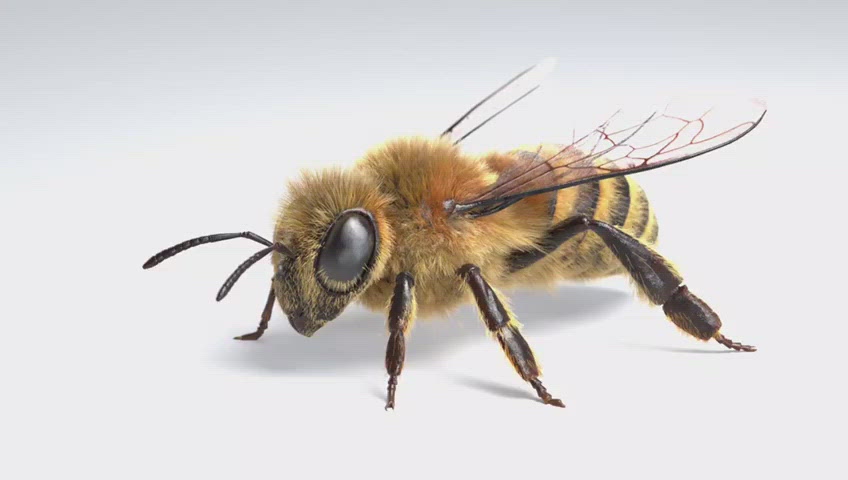 Bee_nfluencer