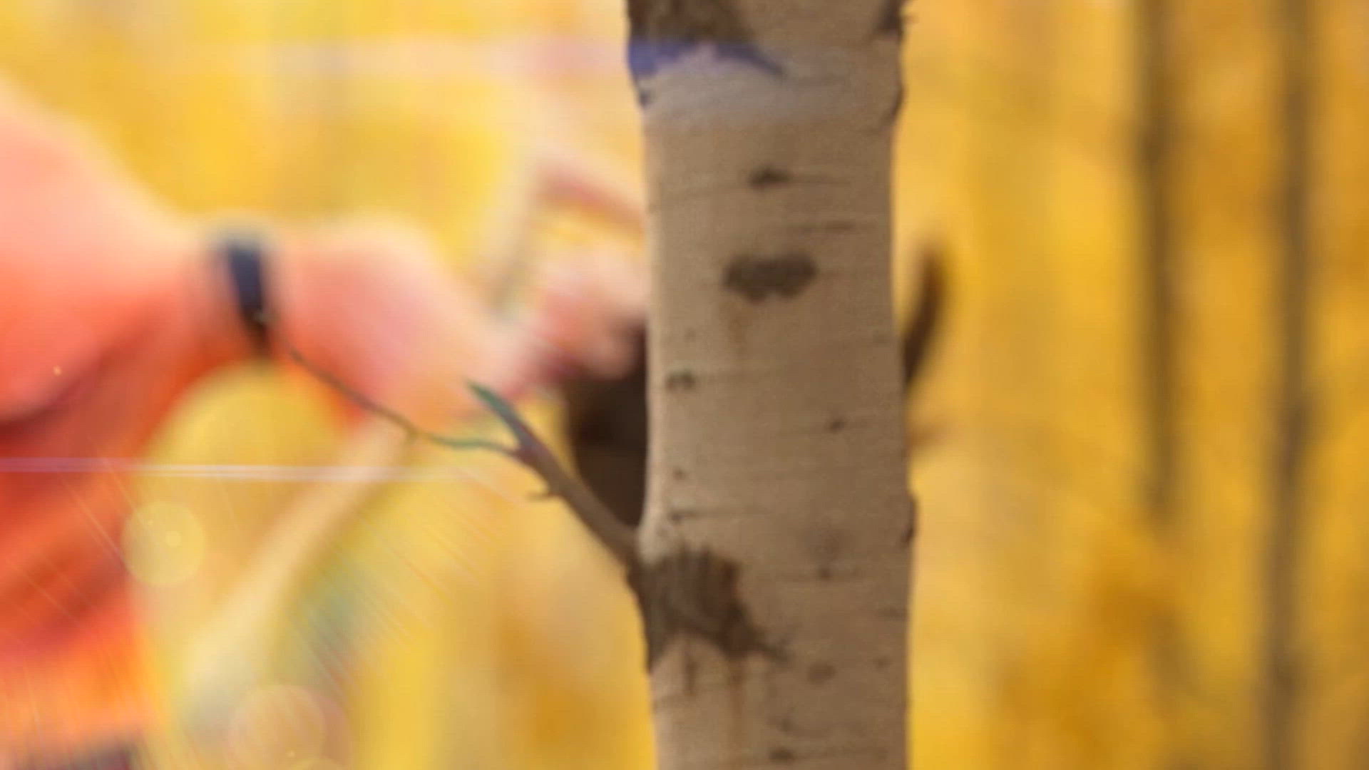 Life is But a Dream  - Aspen Grove