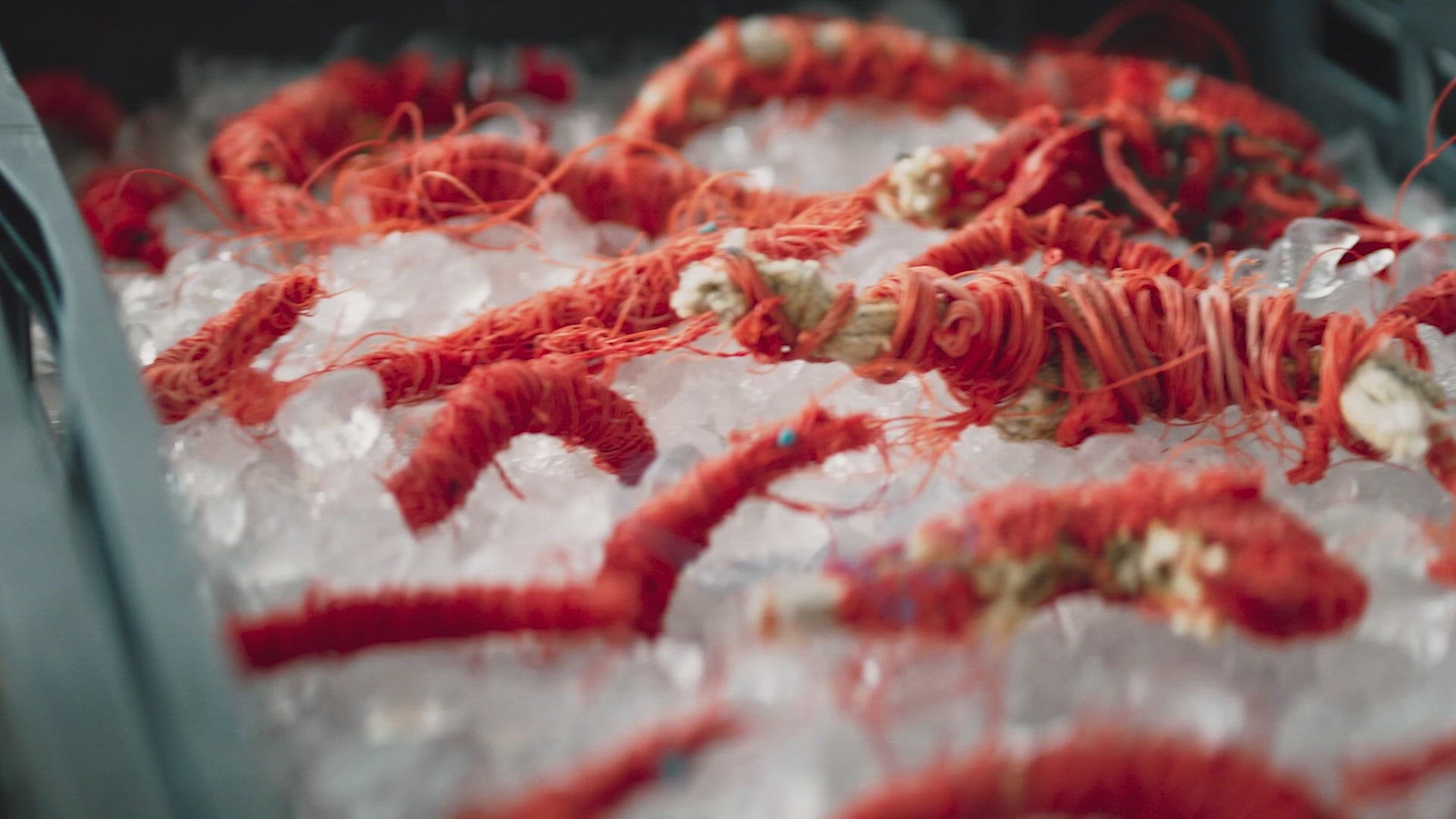 Catch of the Day 2050