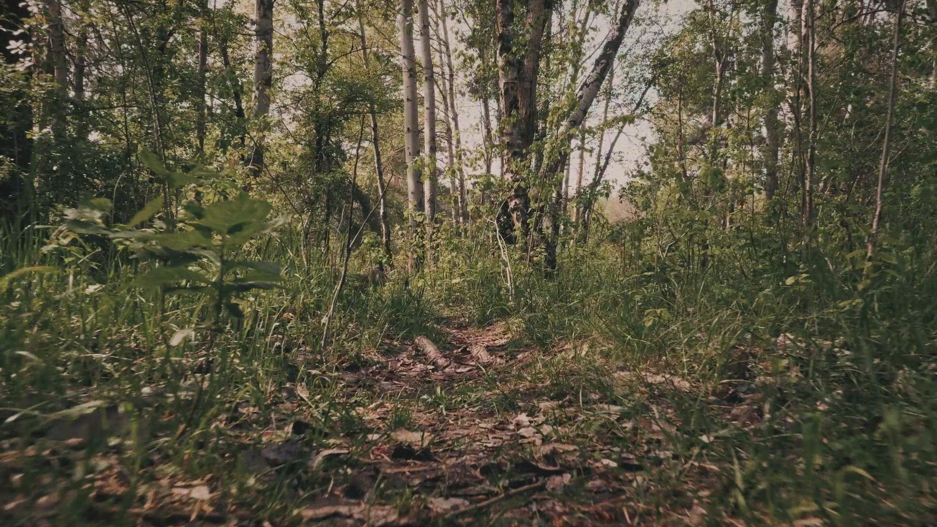Lyme Bomb Detector