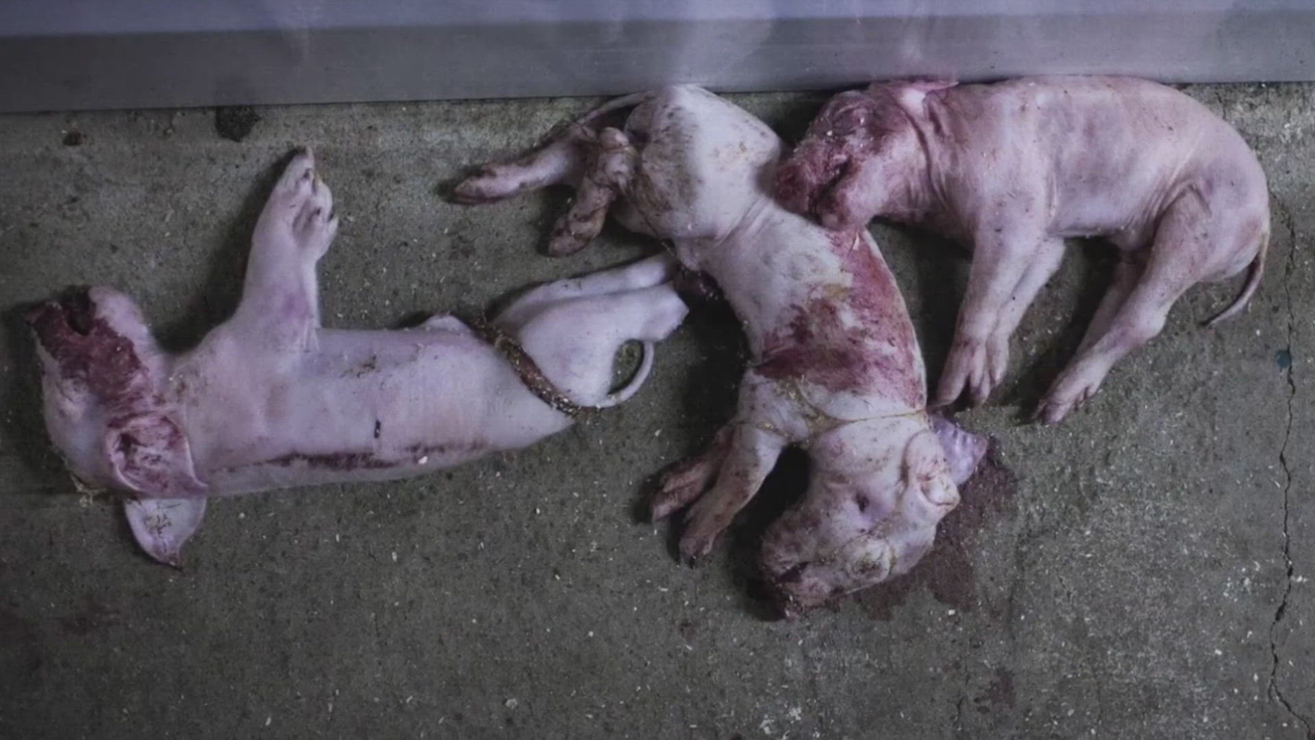 Peta - Hear The Difference