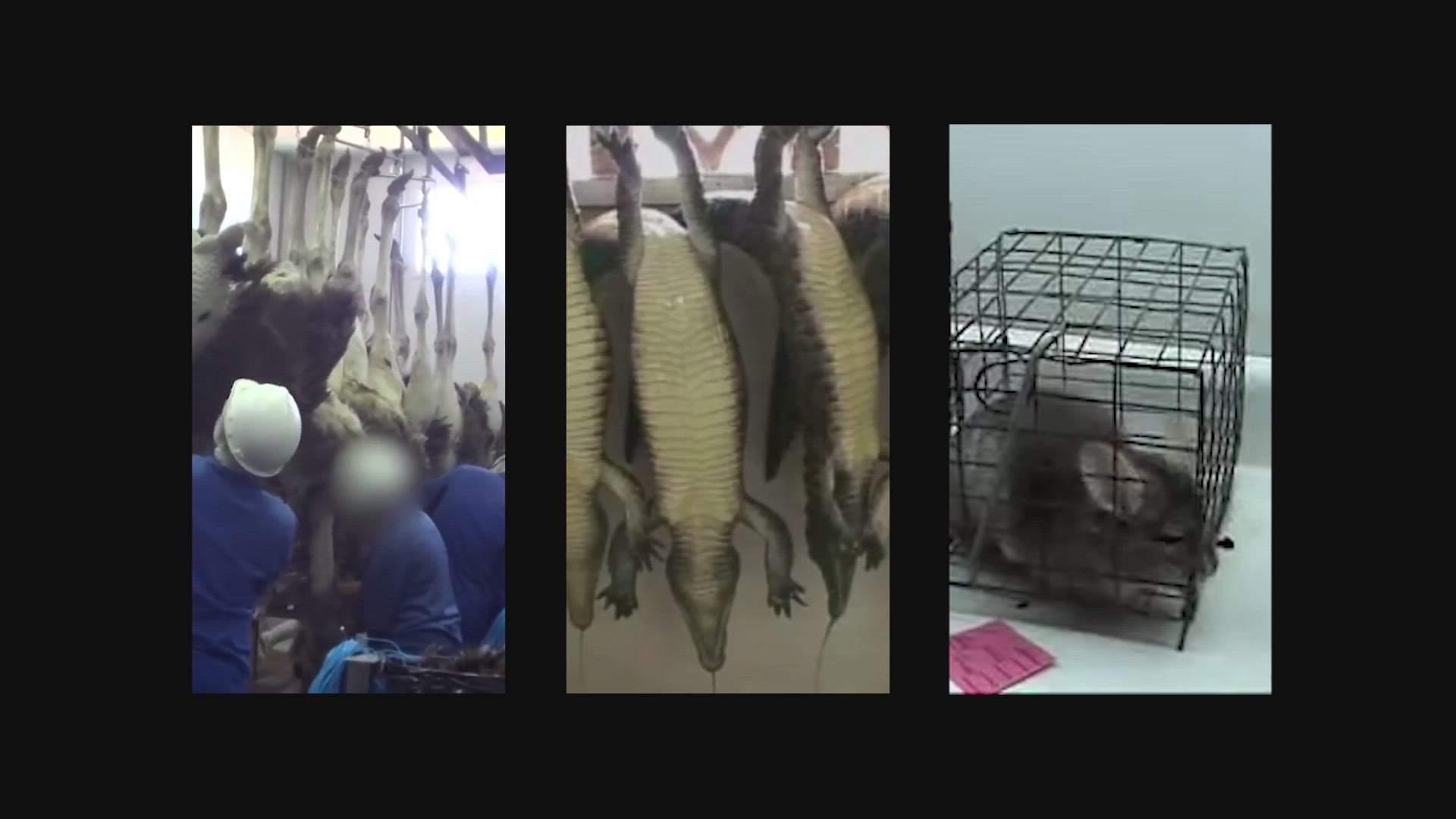 The Extinct Collection