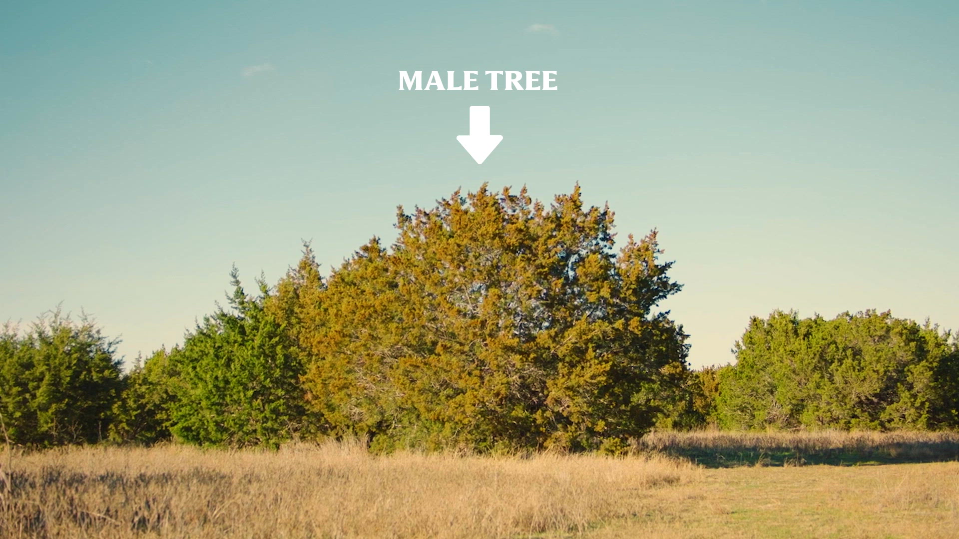 The DiversiTree Project