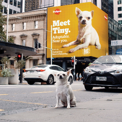 Adoptable. By PEDIGREE.