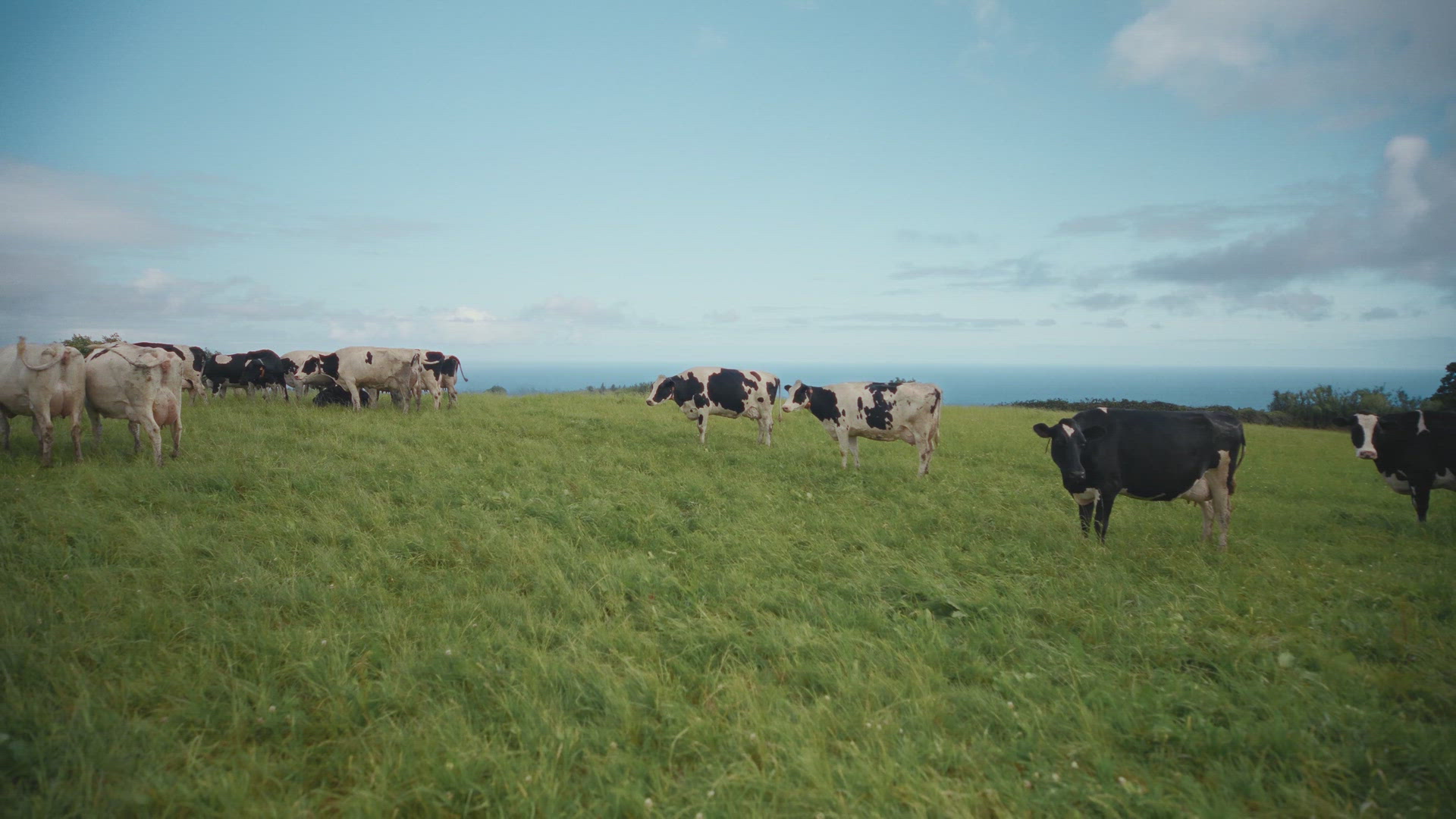 Happy Cowllection