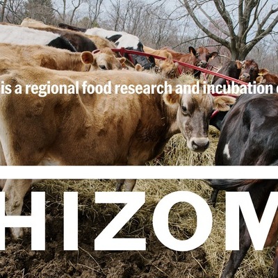 Rhizome Branding