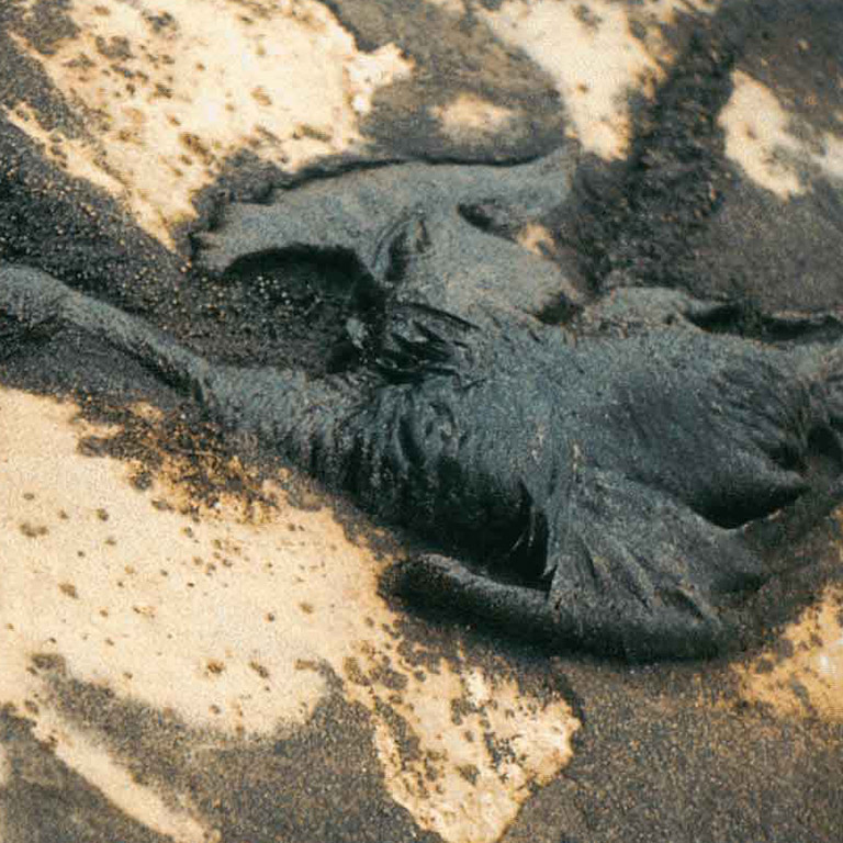 World Society for the Protection of Animals