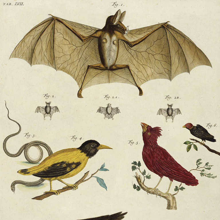 NISSAN PATROL BUGS, SPIDERS, BIRDS/BATS