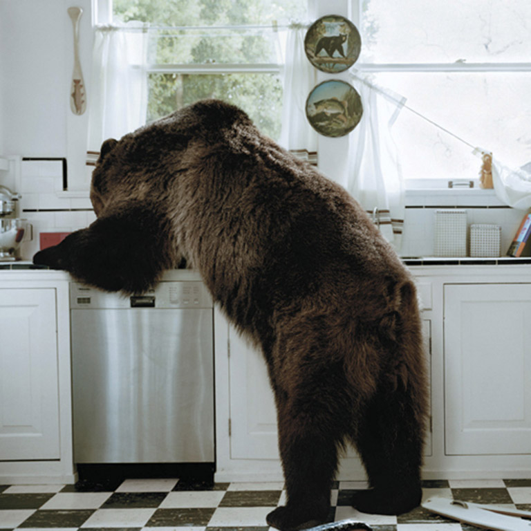 Bear in Kitchen