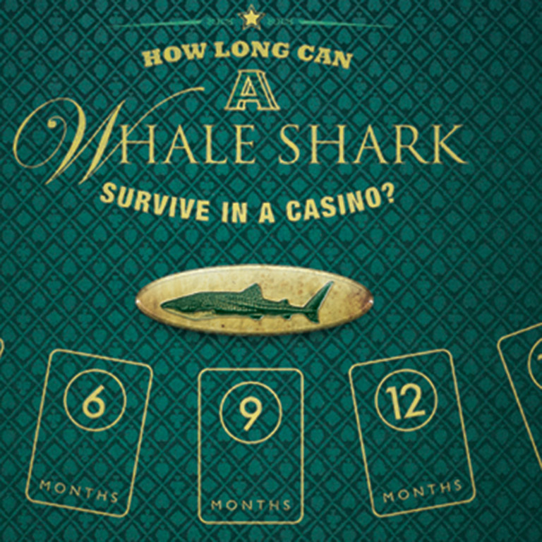 Whale Shark Gamble