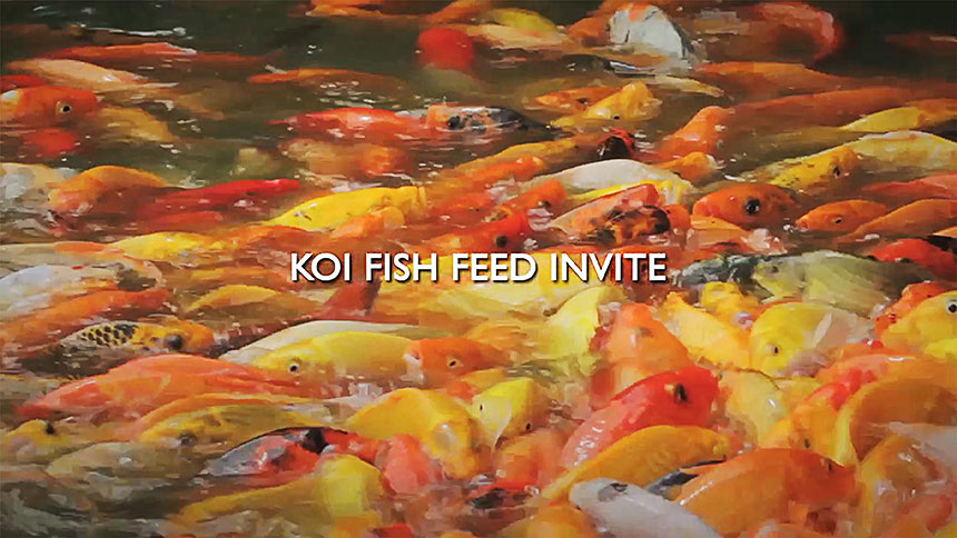 Koi Fish Feed Invite