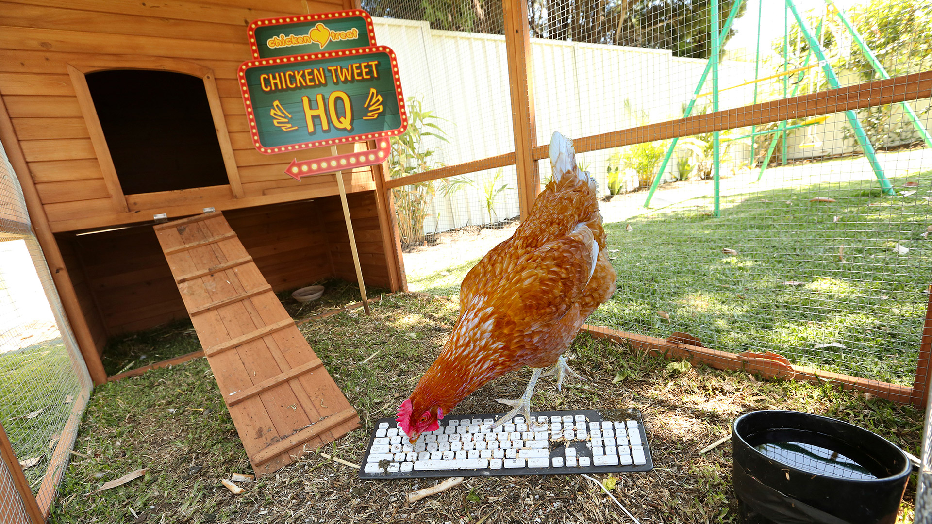 Chicken Tweet Betty