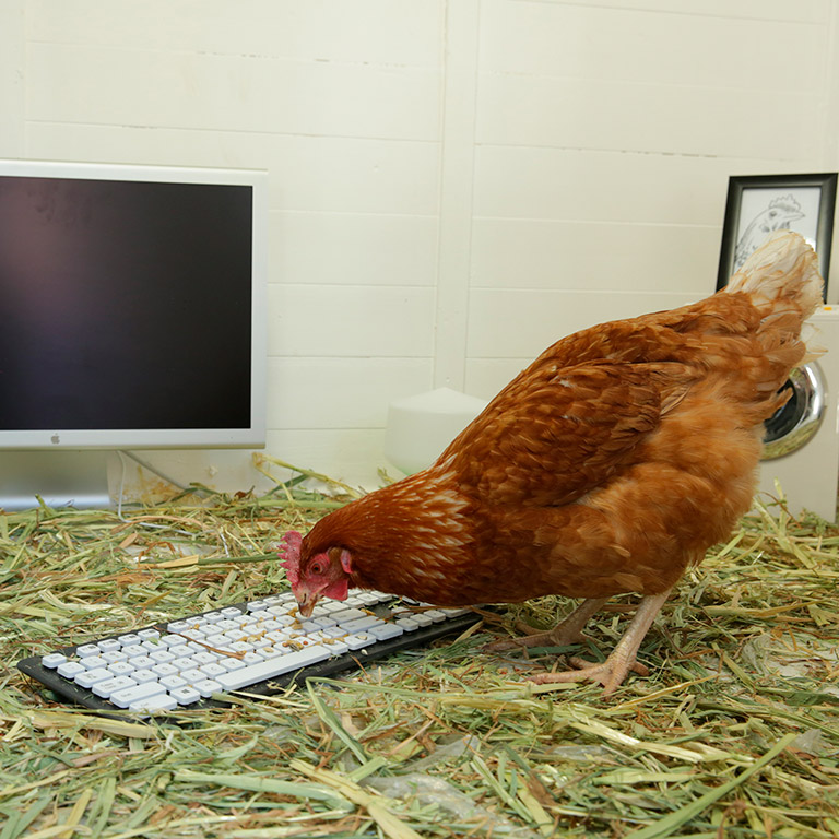 Chicken Tweet Betty