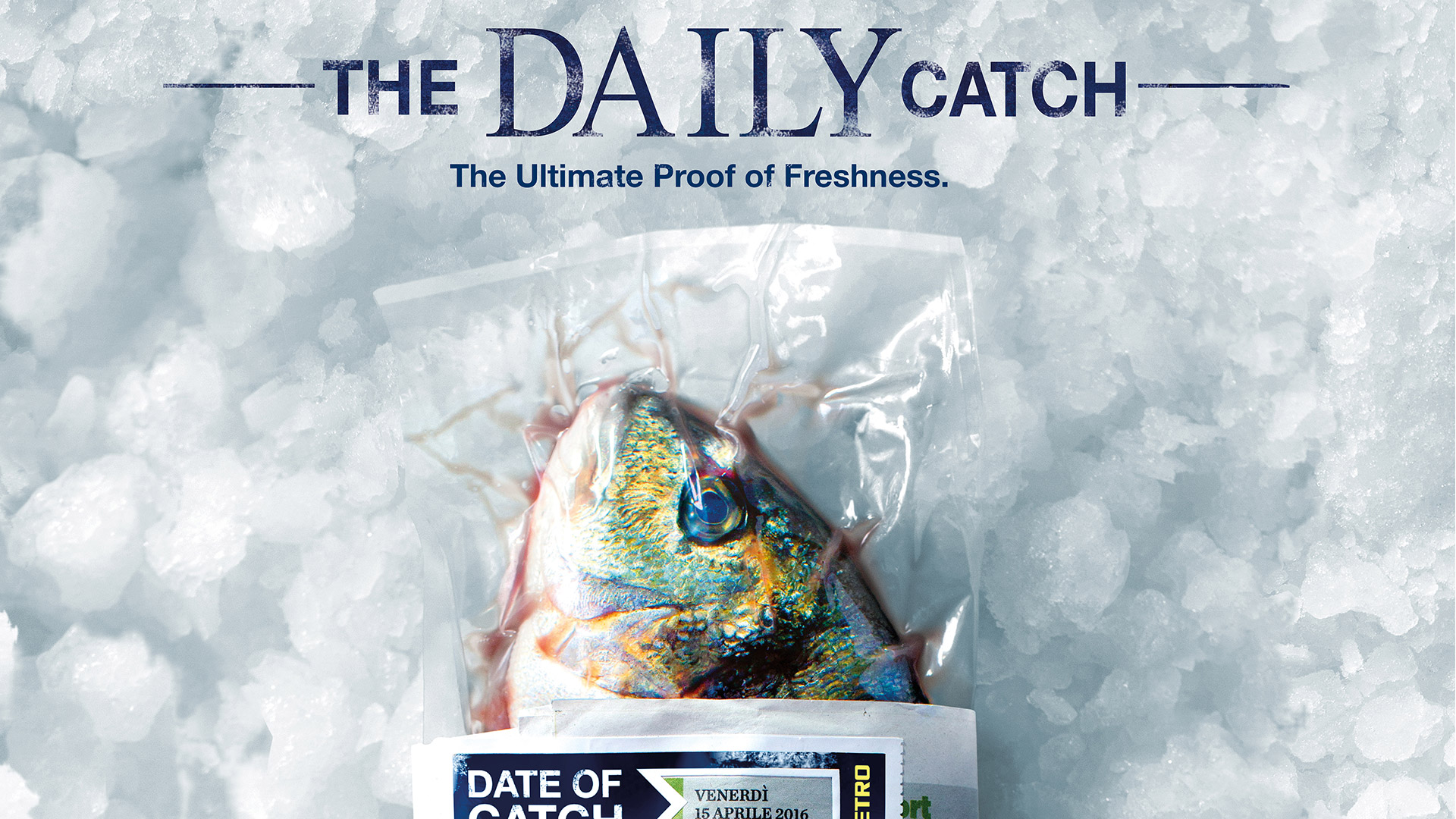 The Daily Catch