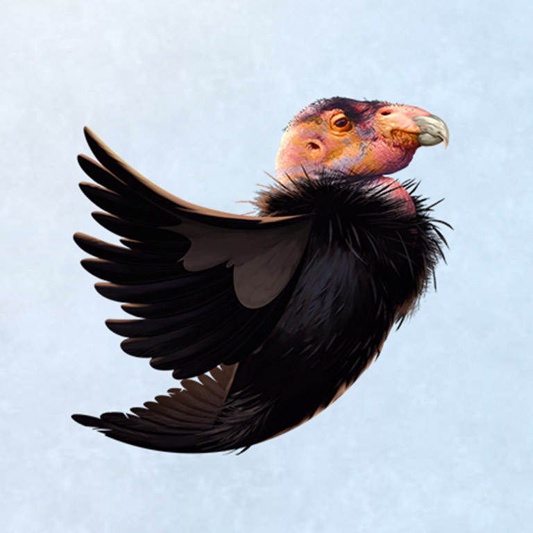 DONATE 4 BIRDS | THE NEW ECOSYSTEM