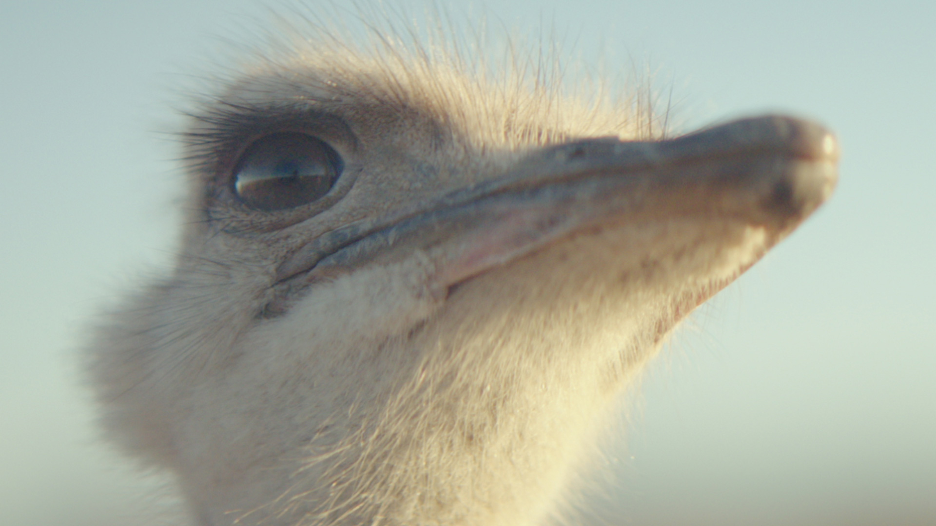 Ostrich