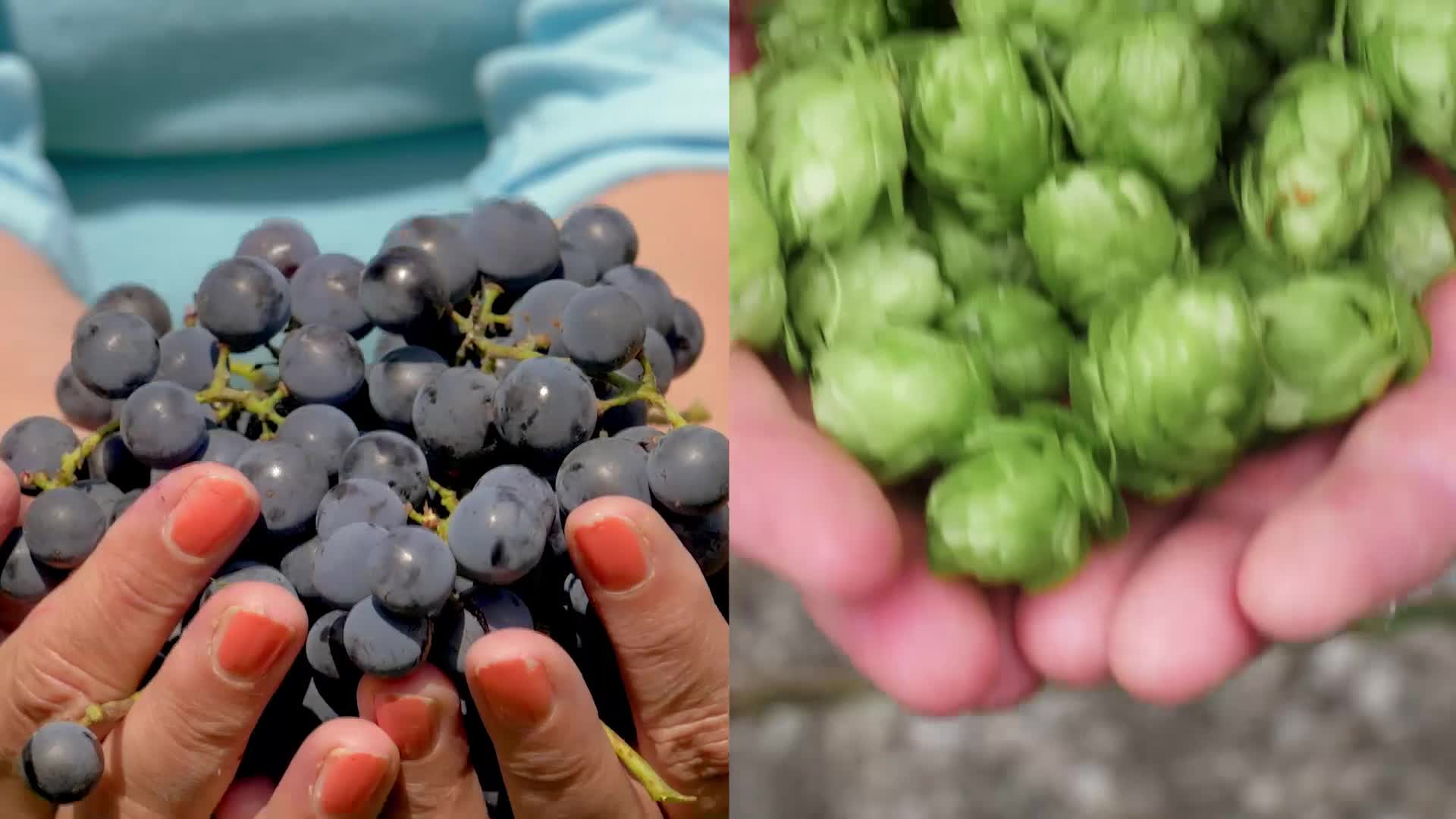 OBC Wine Project