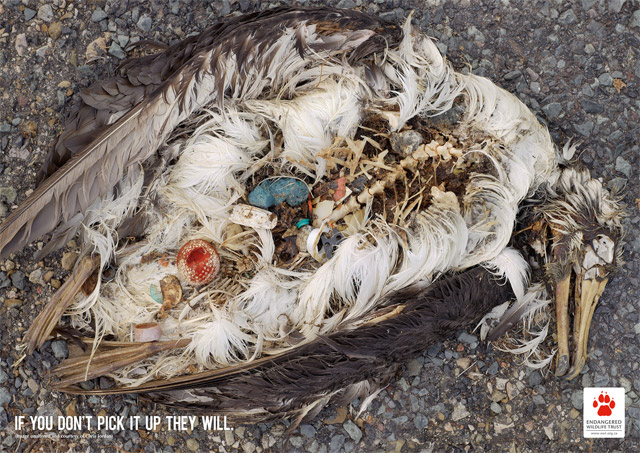 Trash Seabirds