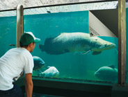 Paper Fish Tank